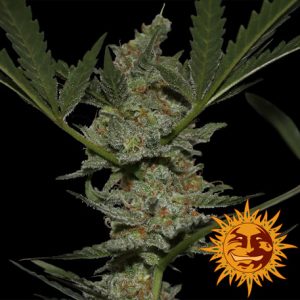 Acapulco Gold x3 - Barney's Farm