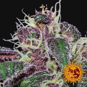 Ayahuasca Purple x3 - Barney´s Farm