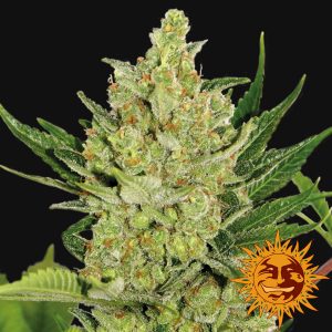 Blue Cheese Auto x3 - Barney's Farm