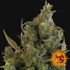 Blue Cheese x3 - Barney´s Farm