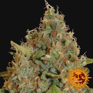 Chronic Thunder x3 - Barney´s Farm