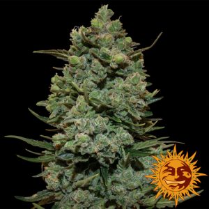 Cookies Kush x3 - Barney´s Farm