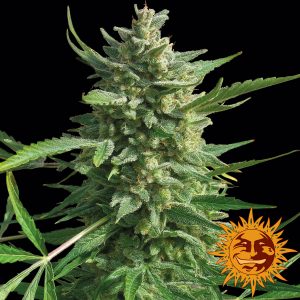 Critical Kush x3 - Barney's Farm