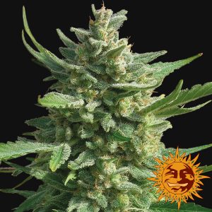 Critical Kush x1 - Barney's Farm