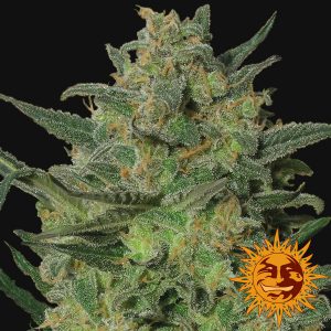 LSD x3 - Barney´s Farm