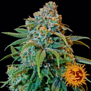 Liberty Haze x3 - Barney´s Farm
