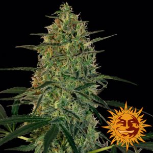 Malana Bomb Auto x3 - Barney´s Farm
