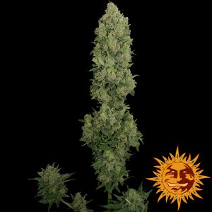 NYC Diesel Auto x3 - Barney´s Farm