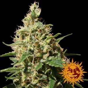 Peppermint Kush x3 - Barney´s Farm