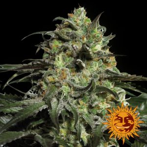 Peyote Cookies x1 - Barney´s Farm