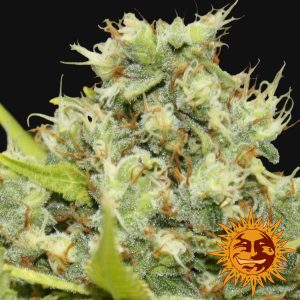 Pineapple Chunk x3 - Barney´s Farm