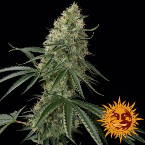 Sin Tra Bajo Auto x3 - Barney´s Farm