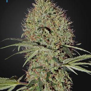Super Bud Auto x3 - Green House Seeds
