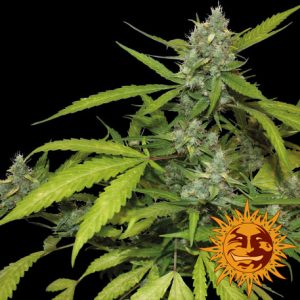 Sweet Tooth Auto x3 - Barney´s Farm