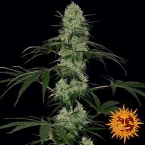 Tangerine Dream Auto x3 - Barney's Farm