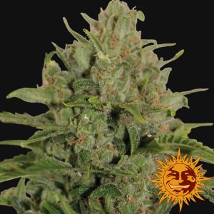 Triple Cheese x3 - Barney's Farm