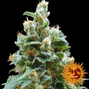 Vanilla Kush x3 - Barney's Farm