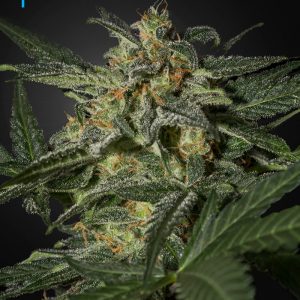 White Widow Auto x3 - Green House Seeds