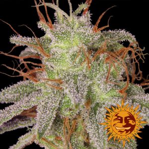 Amnesia Lemon x3 - Barney´s Farm