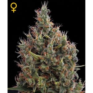 Big Bang Auto x3 - Green House Seeds