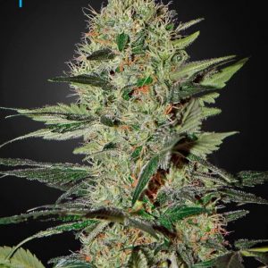 Exodus Cheese Auto x3 - Green House Seeds