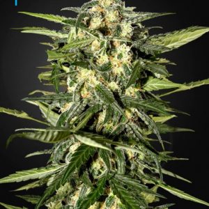 Jack Herer Auto x3 - Green House Seeds