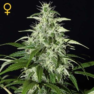 Kalashnikova Auto x3 - Green House Seeds