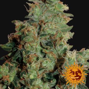 Tangerine Dream x3 - Barney´s Farm