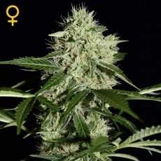 Northern Lights Auto x3 - Green House Seeds