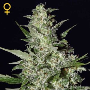 Super Critical Auto x3 - Green House Seeds