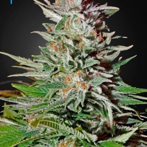 Super Lemon Haze Auto x3 - Green House Seeds