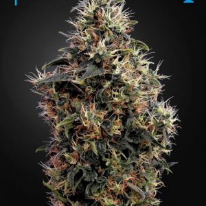 Sweet Mango Auto x1 - Green House Seeds