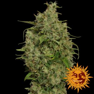 Sweet Tooth x3 - Barney´s Farm