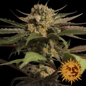 Violator Kush x1 - Barney's Farm