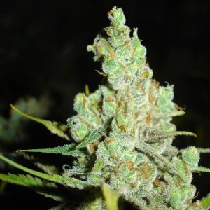 1024 x3 (+2 Channel +) - Medical Seeds