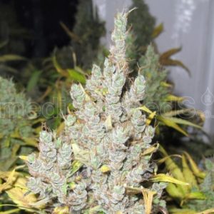 2046 x3 (+2 Channel+) - Medical Seeds
