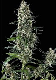 Auto Amnesia Gold x1 - Pyramid Seeds