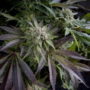 Auto Blue Pyramid x3+1 - Pyramid Seeds