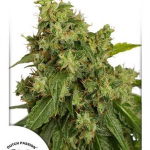 Xtreme Auto x3 - Dutch Passion