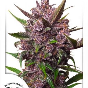 Auto Blackberry Kush x3 - Dutch Passion