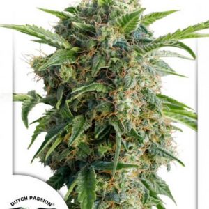 Auto Daiquiri Lime x3 - Dutch Passion