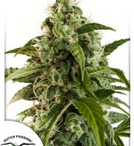 Auto Euforia x3 - Dutch Passion