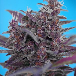 Black Cream Auto x4 - Sweet Seeds
