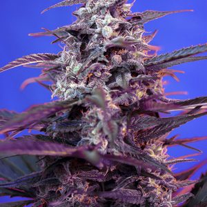 Bloody Skunk Auto x4 - Sweet Seeds