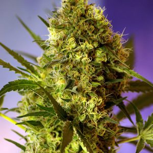 Big Devil #2 Auto x4 - Sweet Seeds