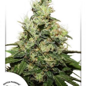 CBD Kush x3 - Dutch Passion