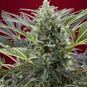 Cream 47 x4 - Sweet Seeds