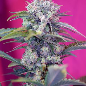 Cream Mandarine Auto x4 - Sweet Seeds