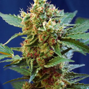 Cream Mandarine XL Auto x100 - Sweet Seeds