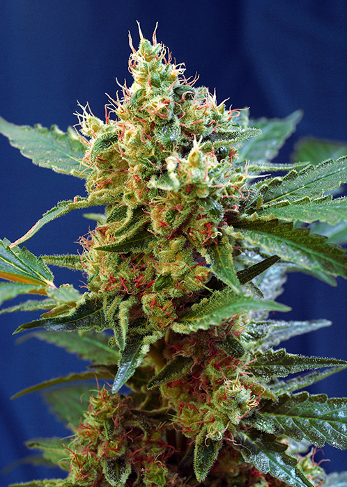 Cream Mandarine XL Auto x100 - Sweet Seeds